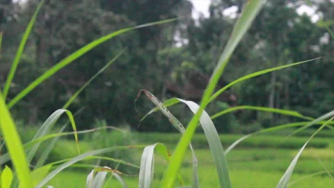 Ricefield Stock Footage 207148263