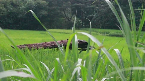 Ricefield Stock Footage 207150859