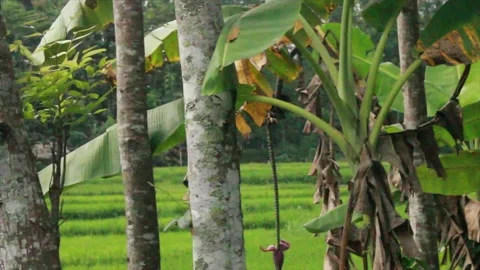 Ricefield Stock Footage 207151246