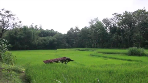 Ricefield Stock Footage 207151359