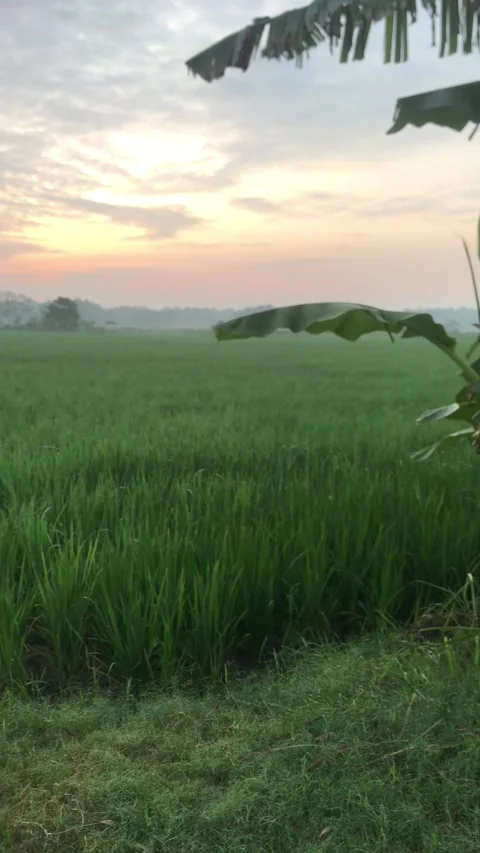 Ricefield Видео 209782162