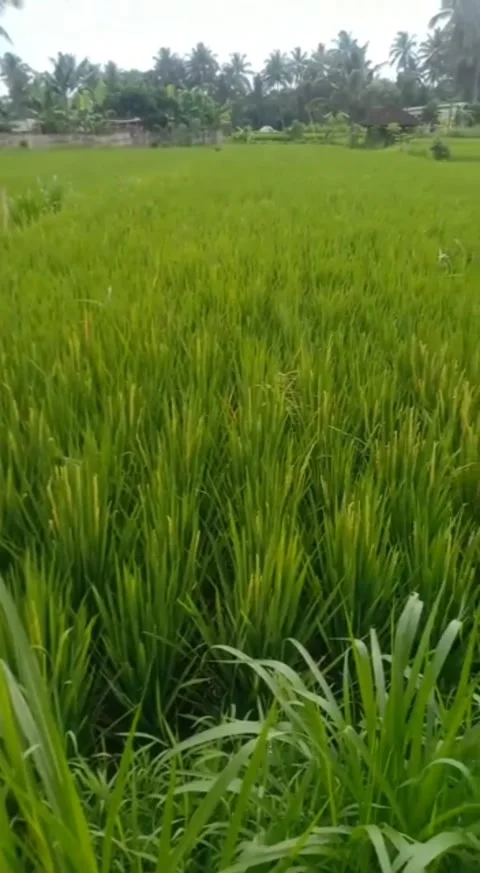Ricefield Video stock 220768335
