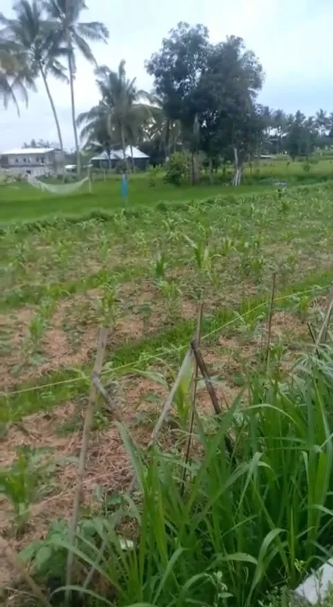 Ricefield Video stock 220768346