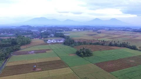 Ricefield Stock Footage 229877874