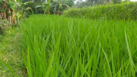 Ricefield Video stock 232269421