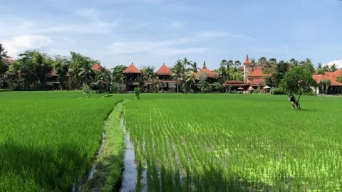 Ricefield Stock Footage 233711882