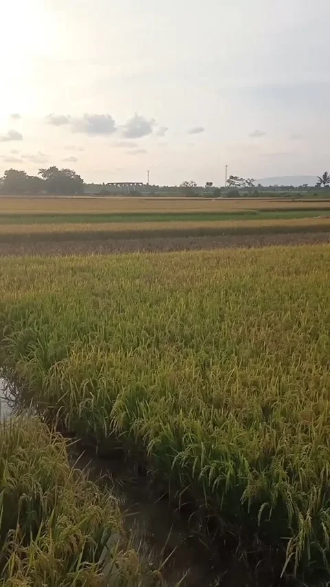 Ricefield Stock Footage 235732022
