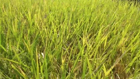 Ricefield Stock Footage 237797225