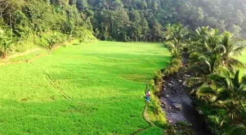 Ricefield Stock Footage 242225056