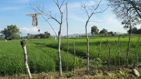 Ricefield 動画素材 263123024