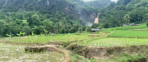 Ricefield Stock Footage 269522918