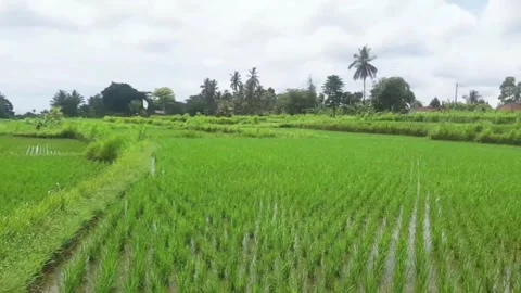RICEFIELD 스톡 동영상 273969787