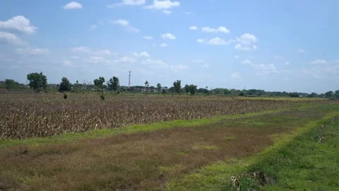 Ricefield Stock Footage 276420561