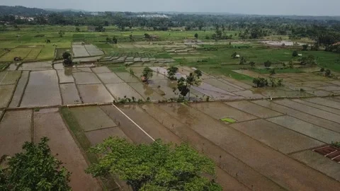 RICEFIELD Stock Footage 301527152