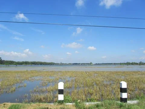 Ricefield with the full of water Stock Photos