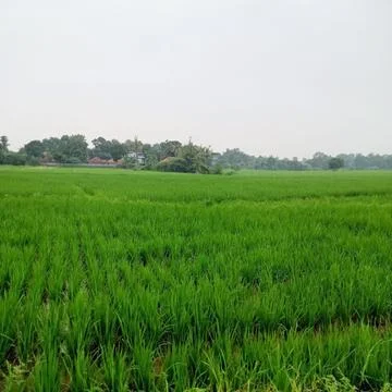 Ricefield landscape Stock Photos