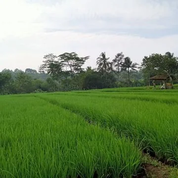 Ricefield landscape Stock Photos