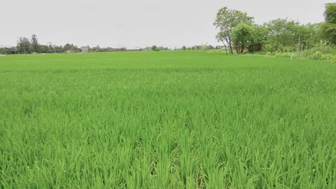 Ricefield in the middle day Stock Footage 232352242