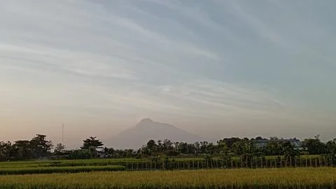 Ricefield with mountain background Stock Photos