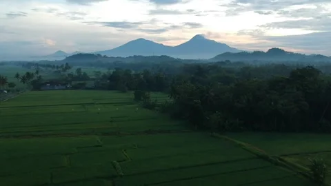 Ricefield with mountain view Stock Footage 241388672