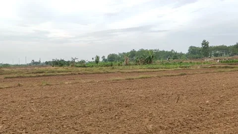 Ricefield In Pati, Central Java Indonesia 動画素材 215894156