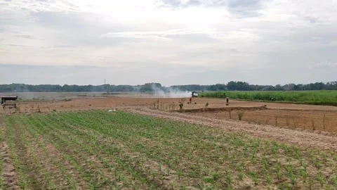 Ricefield In Pati, Central Java Indonesia Stock Footage 217484728