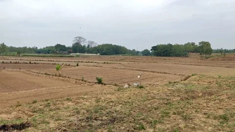 Ricefield In Pati, Central Java Indonesia Stock Footage 217485952
