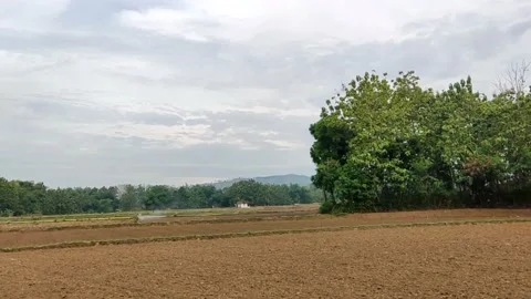 Ricefield In Pati, Central Java Indonesia Stock Footage 217487034