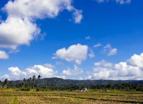 Ricefield Stock-Fotos