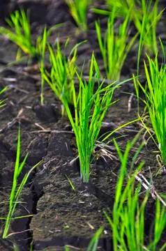 Ricefield Stock Photos