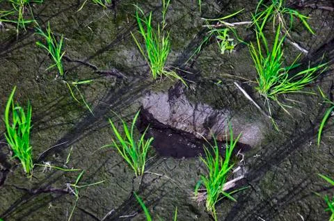 Ricefield Stock Photos