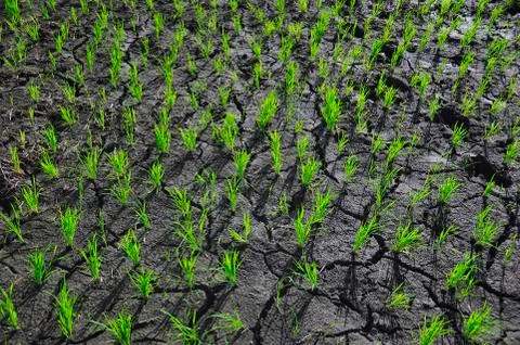 Ricefield Stock Photos