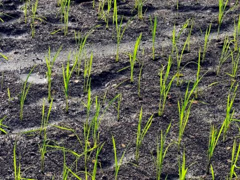 Ricefield Stock Photos