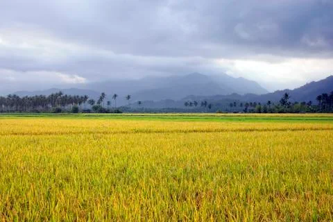Ricefield Stock Photos