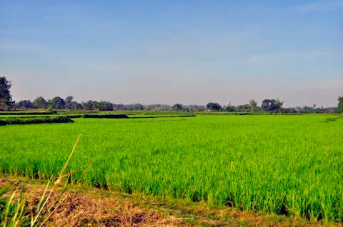Ricefield Stock Photos