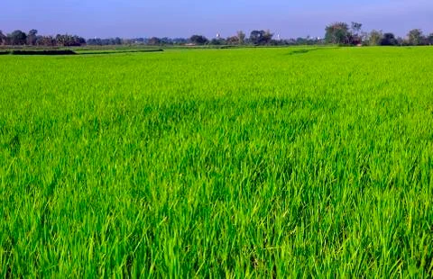 Ricefield Stock-Fotos