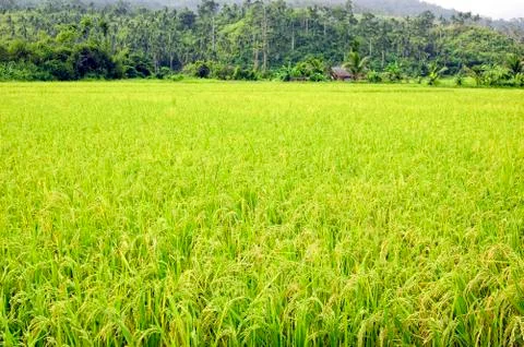 Ricefield Stock-Fotos
