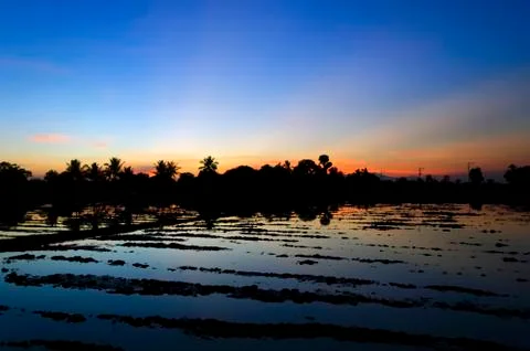 Ricefield Stock-Fotos