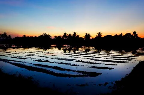 Ricefield Foto stock