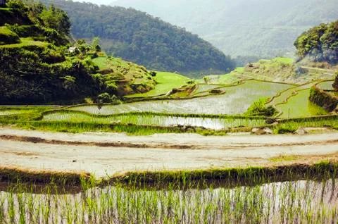 Ricefield Stock Photos