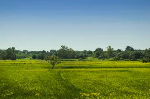 Ricefield Stock Photos