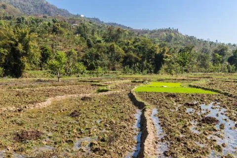 Ricefield 库存照片