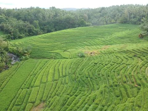 Ricefield Stock Photos