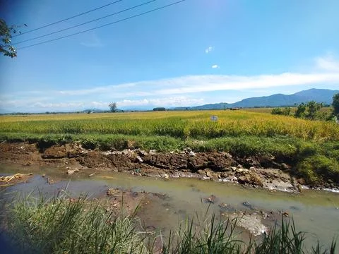 Ricefield Foto stock