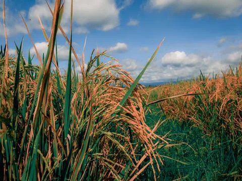 Ricefield Stock Photos