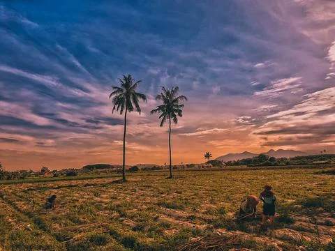Ricefield Stock Photos