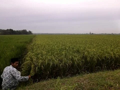 Ricefield Fotos de archivo