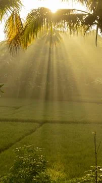 Ricefield 库存照片