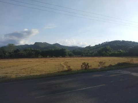 Ricefield Stock Photos