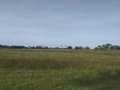 Ricefield Stock Photos
